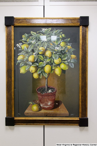 ["A painting of a lemon tree hangs in Senator John D. (Jay) Rockefeller's office."]%