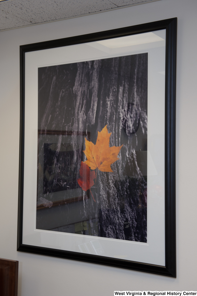 ["A photo of leaves hangs on a wall in Senator John D. (Jay) Rockefeller's office."]%